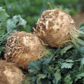 Hectarul - Seminte de telina Prinz F1, 10000 seminte NUNHEMS